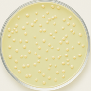 Plate_Count